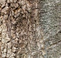 A tree trunk with a rough bark Royalty Free Stock Photo
