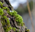 Tree trunk with rough bark, green moss and little patch of ice Royalty Free Stock Photo