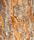 A tree trunk with a rough bark Royalty Free Stock Photo