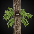 The trunk is a wooden tag reading Dhak, indicating the name of the tree. Royalty Free Stock Photo