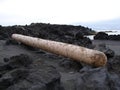 Tree trunk in sand on Jan Mayen island Royalty Free Stock Photo