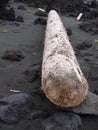 Tree trunk in sand on Jan Mayen island Royalty Free Stock Photo