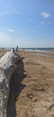 Tree trunk on the sandy seashore Royalty Free Stock Photo