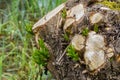 A tree trunk with sawn off branches and new green shoots. Spring landscape Royalty Free Stock Photo