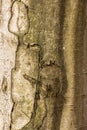 Tree trunk with scars in the middle of the forest Royalty Free Stock Photo