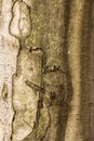 Tree trunk with scars in the middle of the forest