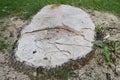 Tree trunk with scobs