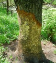 Nibbled the trunk of a tree, beaver chewed trees