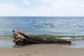 Tree trunk on the seashore. Seascape. Sand beach. Nature.