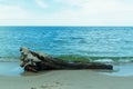 Tree trunk on the seashore. Seascape. Sand beach. Nature.