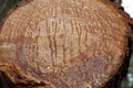 Tree trunk section of the trunk with annual rings