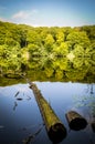 Tree trunk in a see and forrest reflection