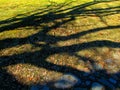 Tree trunk shadows on a sunny morning Royalty Free Stock Photo