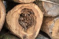 Tree trunk with sickness heartwood
