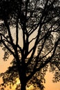 Tree trunk silhouette with sunset light Royalty Free Stock Photo