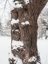 Tree Trunk and Snow Royalty Free Stock Photo