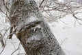 Tree trunk in snow in winter Royalty Free Stock Photo