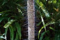 Tree trunk with spikes / thorns for protection Royalty Free Stock Photo
