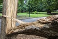 Tree trunk is splintered in half after bad storm Royalty Free Stock Photo