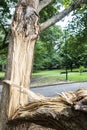 Tree trunk is splintered in half after severe storm Royalty Free Stock Photo