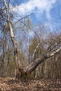 Tree trunk split in half in Palatinate Forest