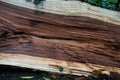 Tree trunk split in two, showing the rough structure of the wood in multiple colors, Brussels, Belgium Royalty Free Stock Photo
