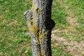 Tree trunk in spring Royalty Free Stock Photo