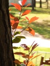 Tree trunk with stems of amber