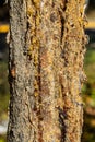 Tree trunk with a sticky substance oozing out of it Royalty Free Stock Photo