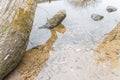 Tree trunk and stones in a pond Royalty Free Stock Photo