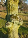 Tree trunk on the streets in Storkow city