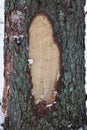 Tree trunk structure bark sapwood texture in the winter forest Royalty Free Stock Photo
