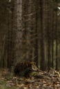 Tree trunk stump in pine forest floor