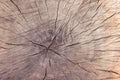 Tree trunk stump texture background top view. tree stump crack background Royalty Free Stock Photo