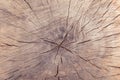 Tree trunk stump texture background top view. tree stump crack background Royalty Free Stock Photo