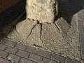Tree Trunk Surrounded by Expanded Broken Pebble Resin on Urban Royalty Free Stock Photo