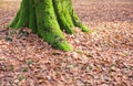 Tree trunk surrounded by fallen leaves Royalty Free Stock Photo