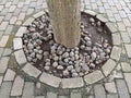 Tree Trunk Surrounded by Pebbles and Circular Stone Pavement Royalty Free Stock Photo