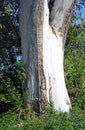Tree trunk of a tall Eucalyptus tree in Laguna Woods, California.