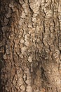 Tree trunk texture Royalty Free Stock Photo