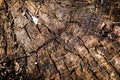 Tree Trunk Texture