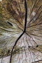 Tree Trunk Texture Royalty Free Stock Photo