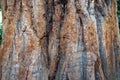 Tree trunk texture Royalty Free Stock Photo