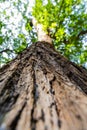 Tree / trunk texture with very shallow depth of field Royalty Free Stock Photo