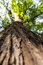 Tree / trunk texture with very shallow depth of field Royalty Free Stock Photo