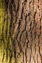 Tree / trunk texture with very shallow depth of field Royalty Free Stock Photo