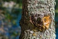 Tree / trunk texture with very shallow depth of field Royalty Free Stock Photo
