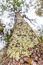 Tree / trunk texture with very shallow depth of field Royalty Free Stock Photo