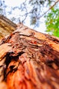 Tree / trunk texture with very shallow depth of field Royalty Free Stock Photo