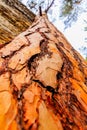 Tree / trunk texture with very shallow depth of field Royalty Free Stock Photo